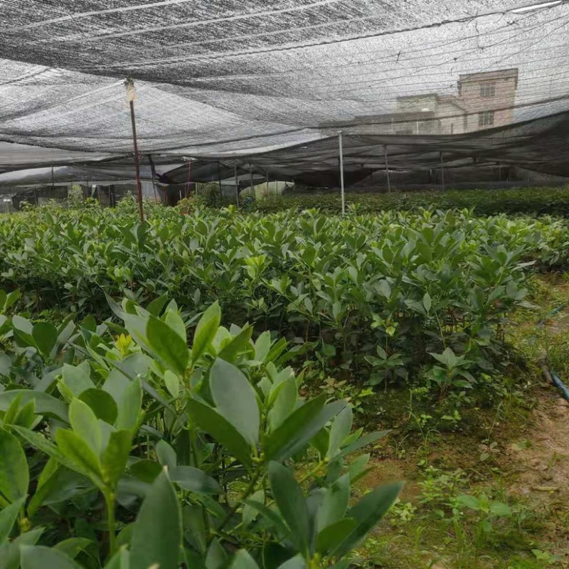 古龙大红八角直生苗嫁接苗大量种植产量高回报高