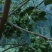 古龙大红八角直生苗嫁接苗大量种植产量高回报高