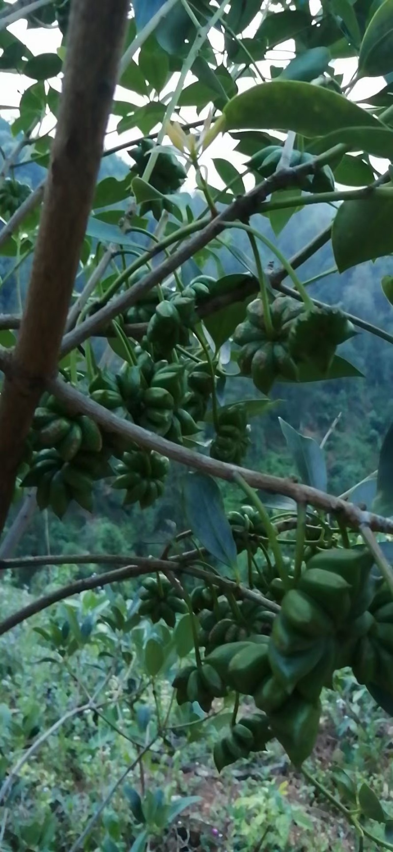 古龙大红八角直生苗嫁接苗大量种植产量高回报高