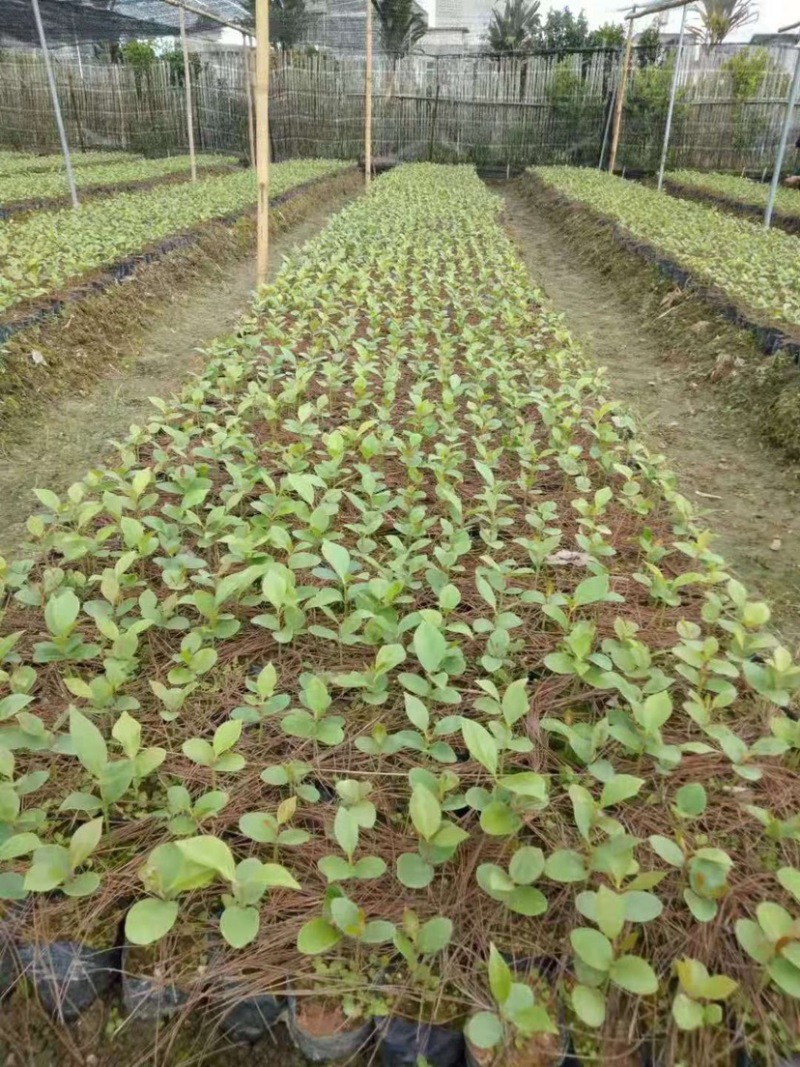 古龙大红八角直生苗嫁接苗大量种植产量高回报高