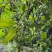 古龙大红八角直生苗嫁接苗大量种植产量高回报高