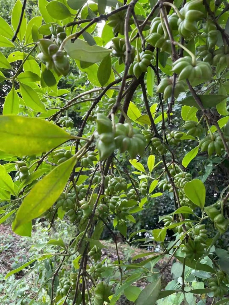 古龙大红八角直生苗嫁接苗大量种植产量高回报高