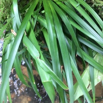 野生石菖蒲，种苗。生命力极强。