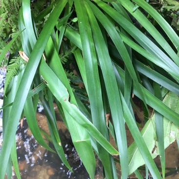 野生石菖蒲，种苗。生命力极强。