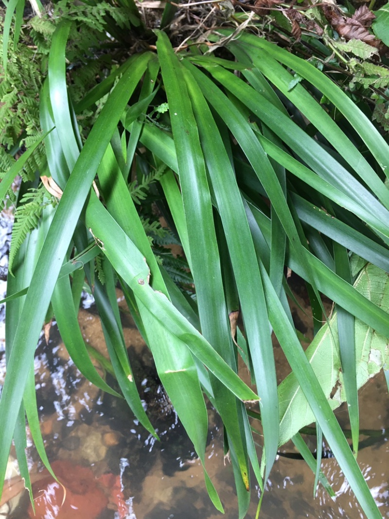 野生石菖蒲，种苗。生命力极强。