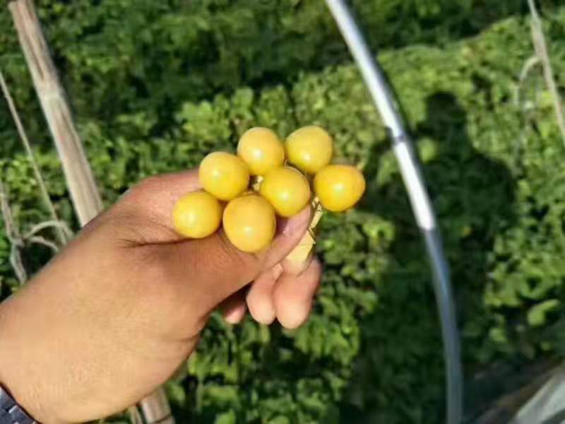 东北特产甜菇娘，黄菇娘，灯笼果，产地直销支持全国一件代发