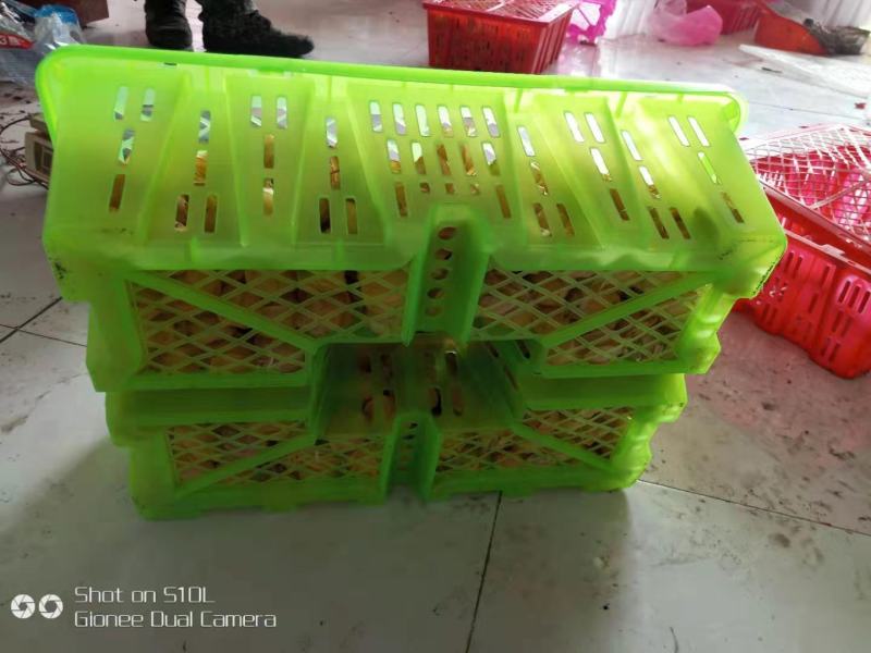 东北特产甜菇娘，黄菇娘，灯笼果，产地直销支持全国一件代发