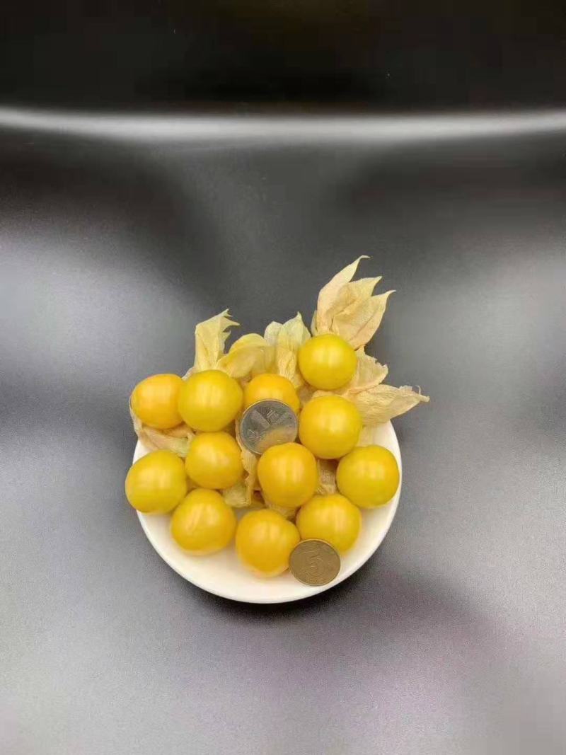 东北特产甜菇娘，黄菇娘，灯笼果，产地直销支持全国一件代发