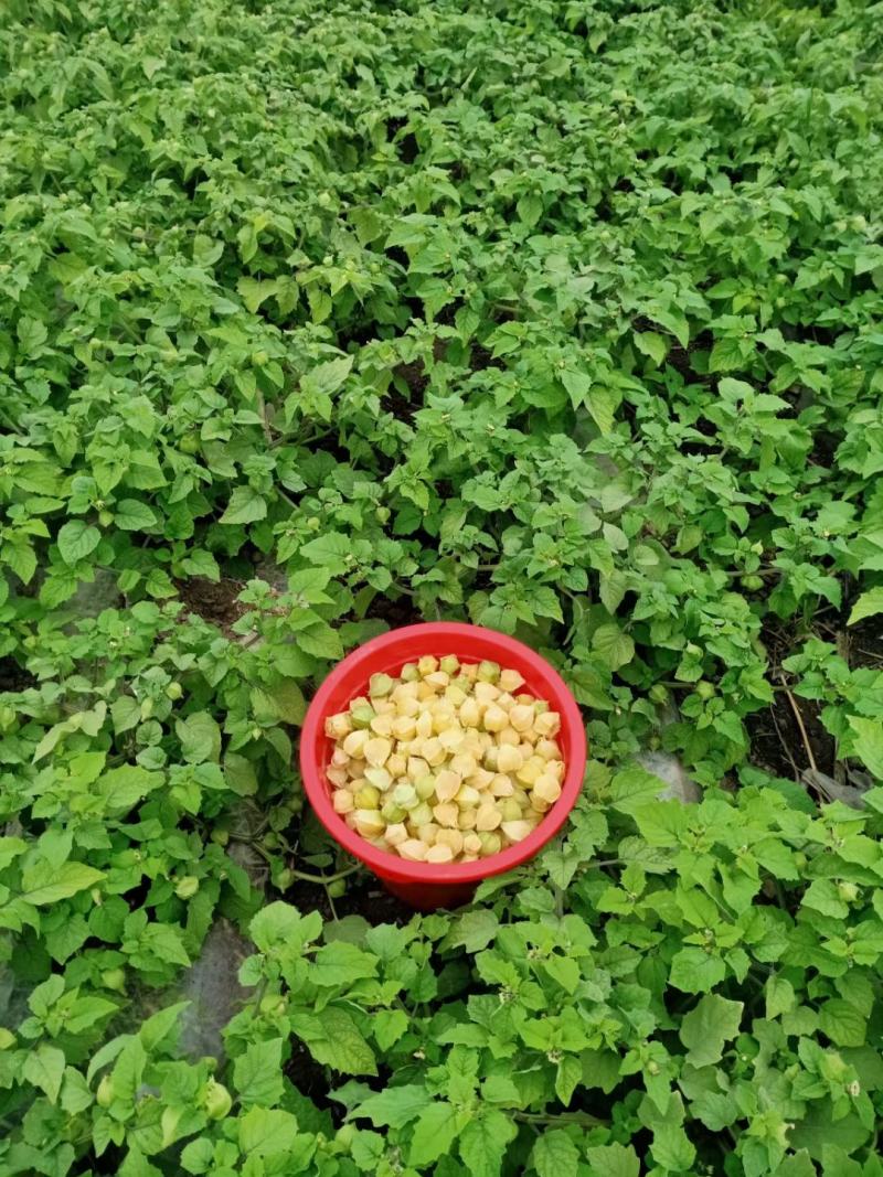 东北特产甜菇娘，黄菇娘，灯笼果，产地直销支持全国一件代发