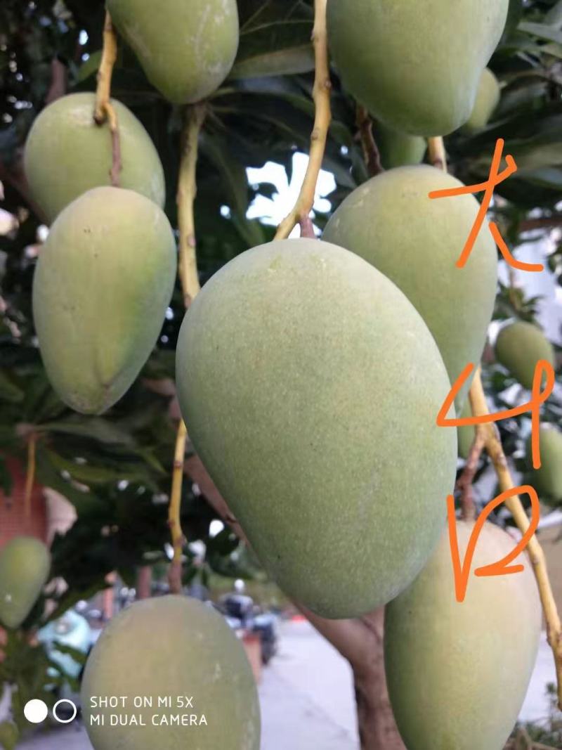 广西百色芒果台农，金煌芒统果次果每天可以收100吨