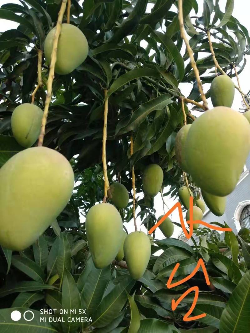 广西百色芒果台农，金煌芒统果次果每天可以收100吨
