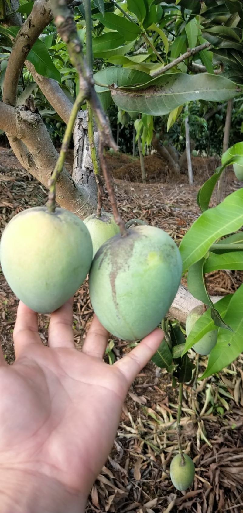广西百色芒果台农，金煌芒统果次果每天可以收100吨