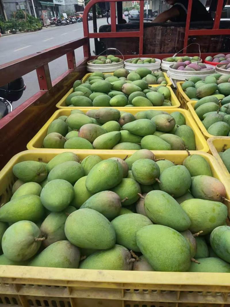 广西百色芒果台农，金煌芒统果次果每天可以收100吨
