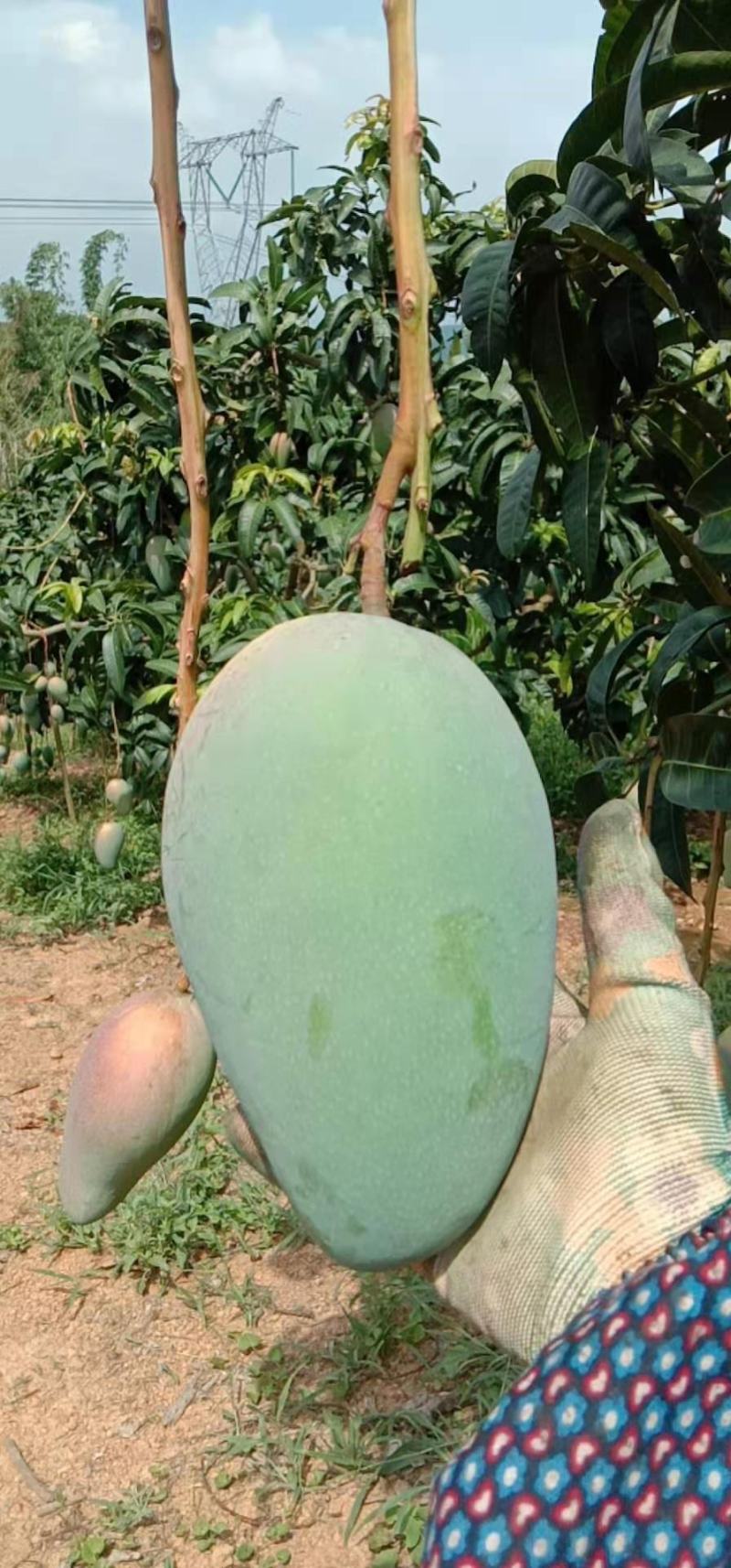 广西百色芒果台农，金煌芒统果次果每天可以收100吨
