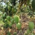 广西百色芒果台农，金煌芒统果次果每天可以收100吨