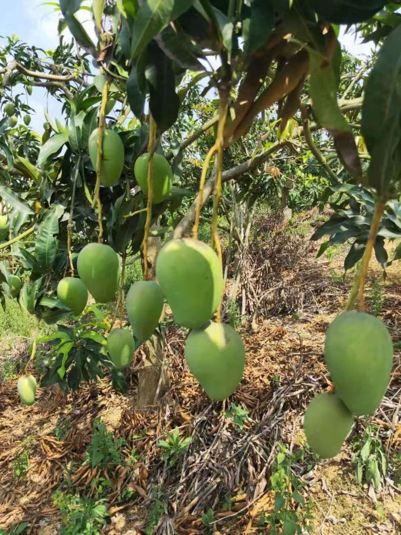 广西百色芒果台农，金煌芒统果次果每天可以收100吨