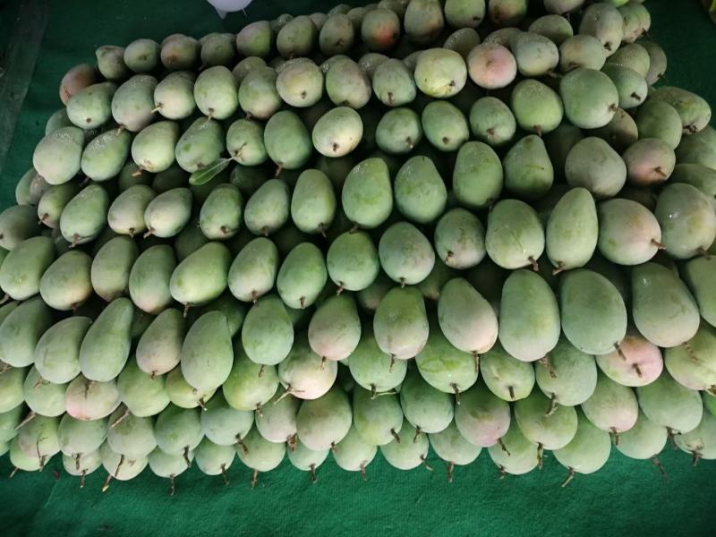 广西百色芒果台农，金煌芒统果次果每天可以收100吨
