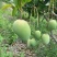 广西百色芒果台农，金煌芒统果次果每天可以收100吨