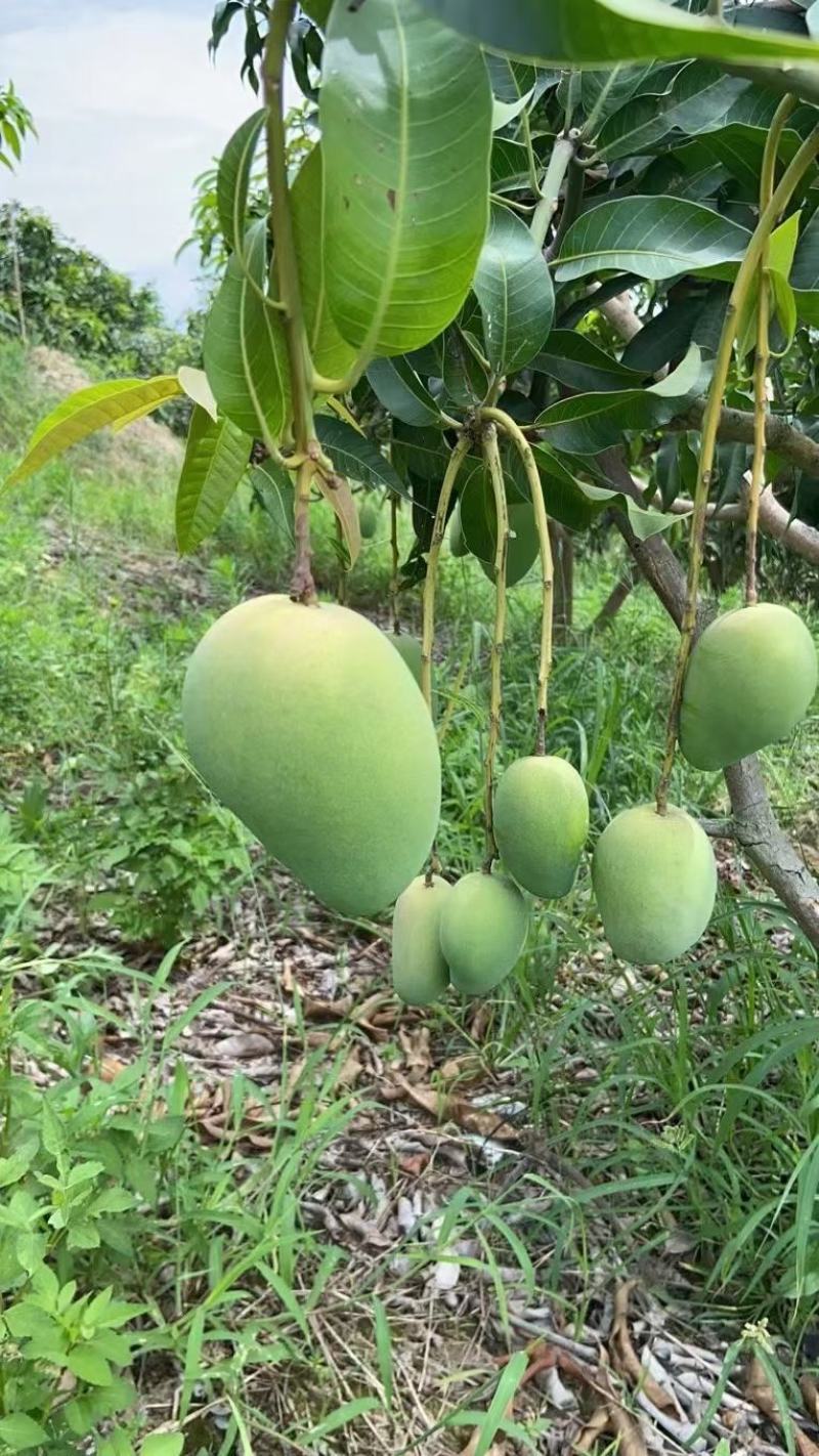 广西百色芒果台农，金煌芒统果次果每天可以收100吨