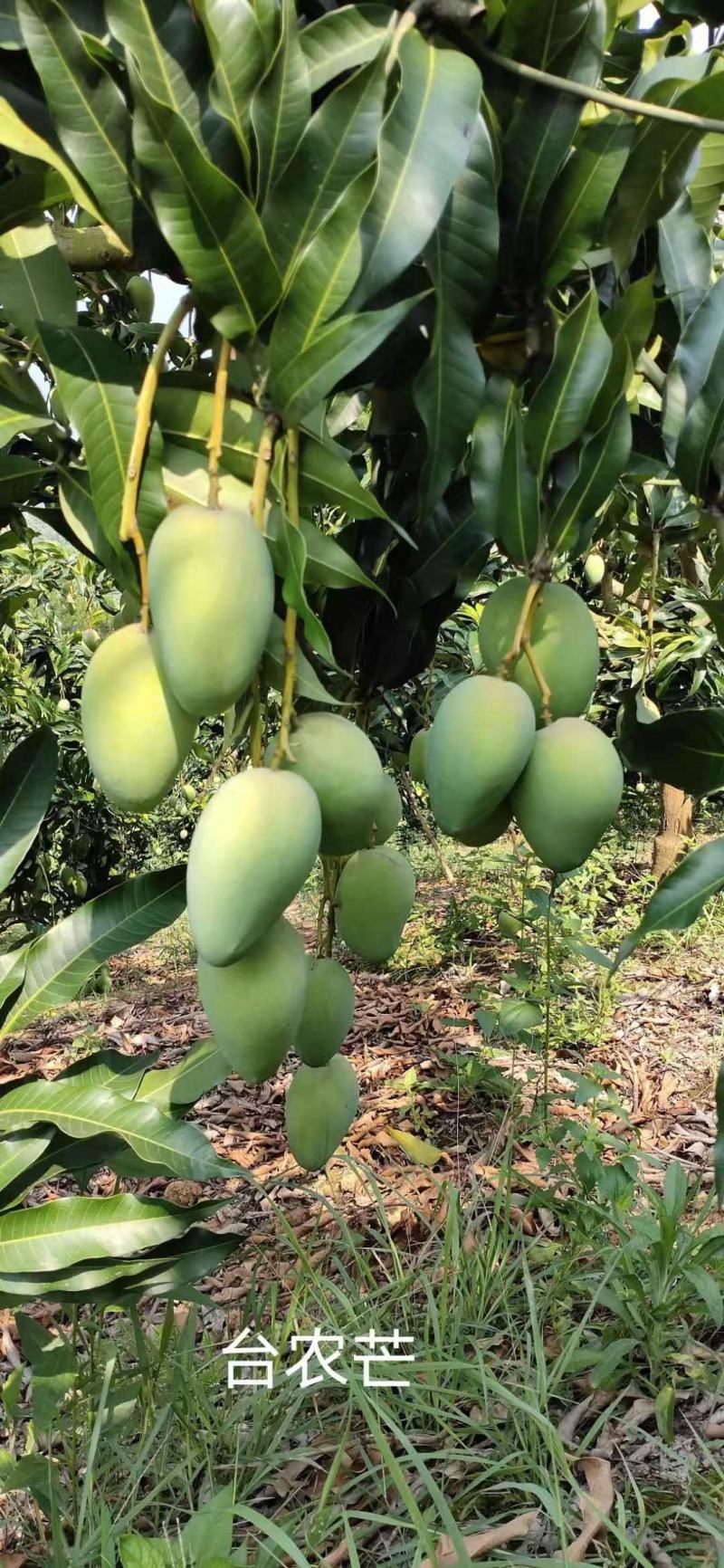 广西百色芒果台农，金煌芒统果次果每天可以收100吨