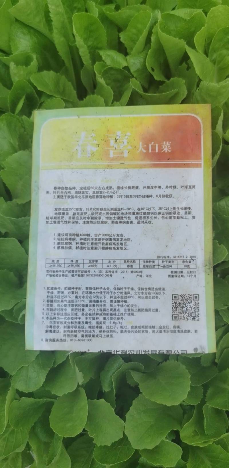 便宜处理一批黄心大白菜苗全部一级苗，，，，