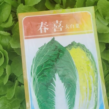 便宜处理一批黄心大白菜苗全部一级苗，，，，