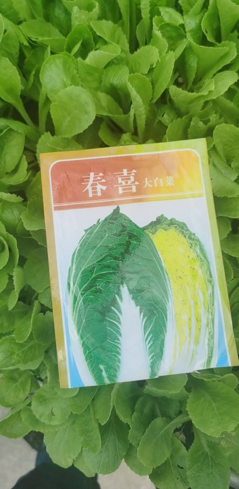 便宜处理一批黄心大白菜苗全部一级苗，，，，
