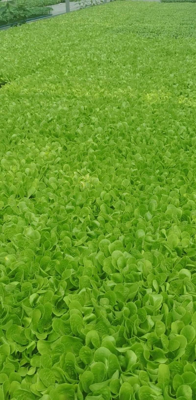 便宜处理一批黄心大白菜苗全部一级苗，，，，