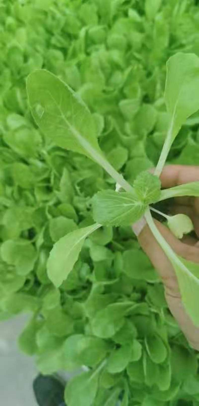 便宜处理一批黄心大白菜苗全部一级苗，，，，