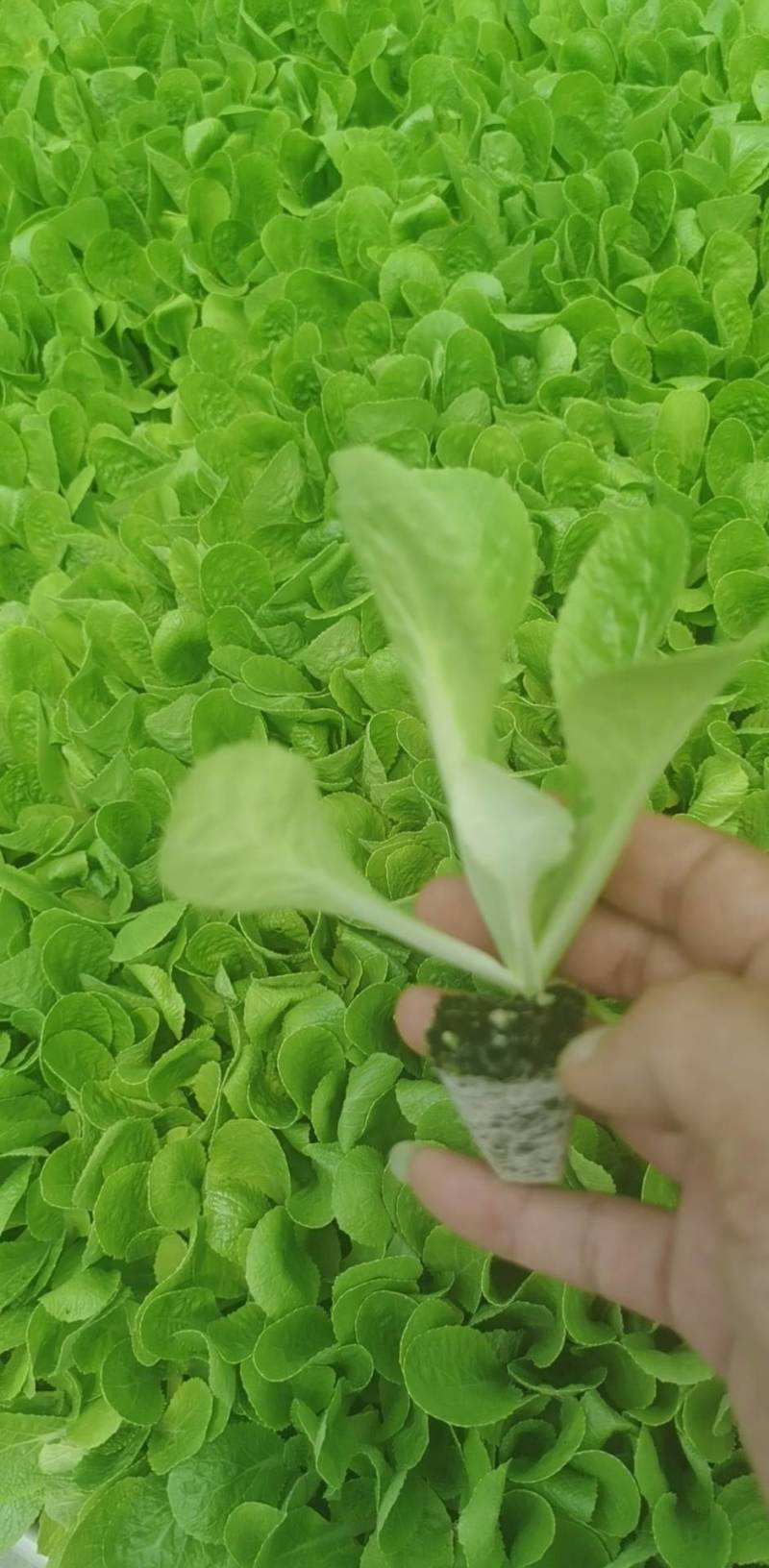便宜处理一批黄心大白菜苗全部一级苗，，，，