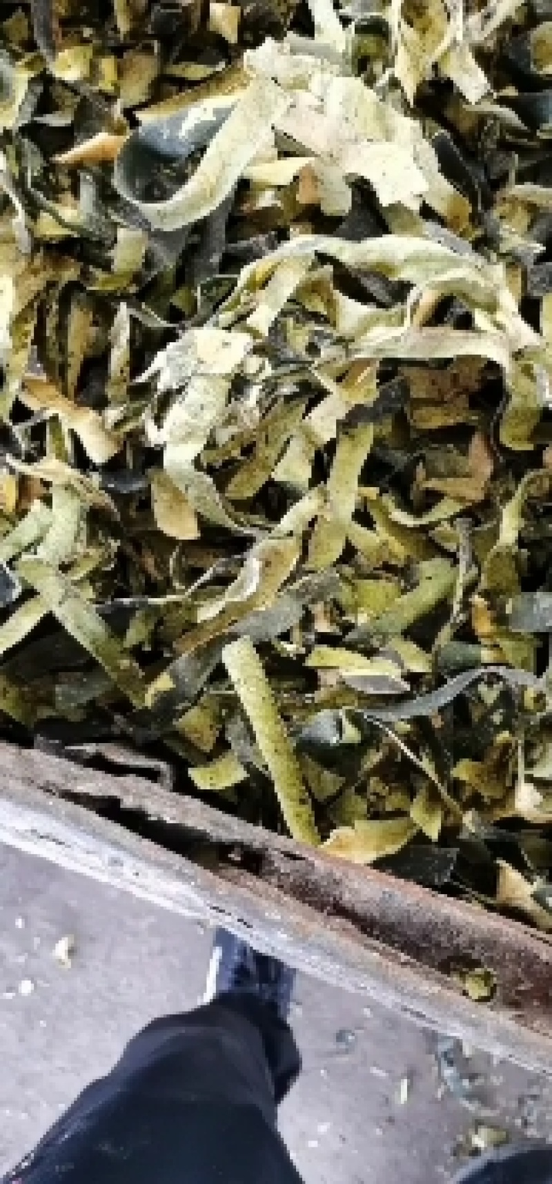 湖北新冬瓜皮，产新/产地直发/量大价优/一手货源