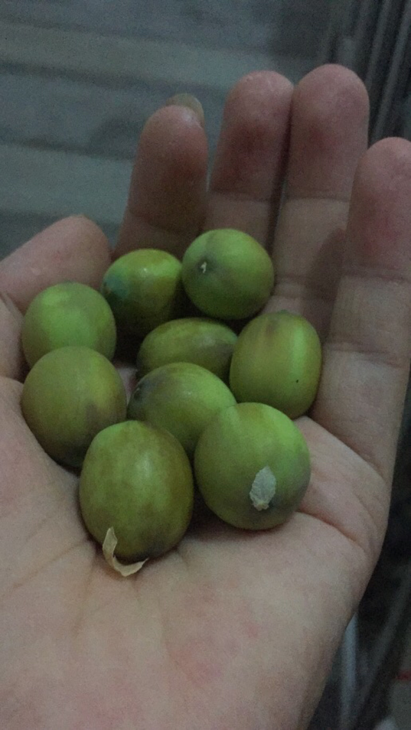 新鲜草莲子，现摘现发
