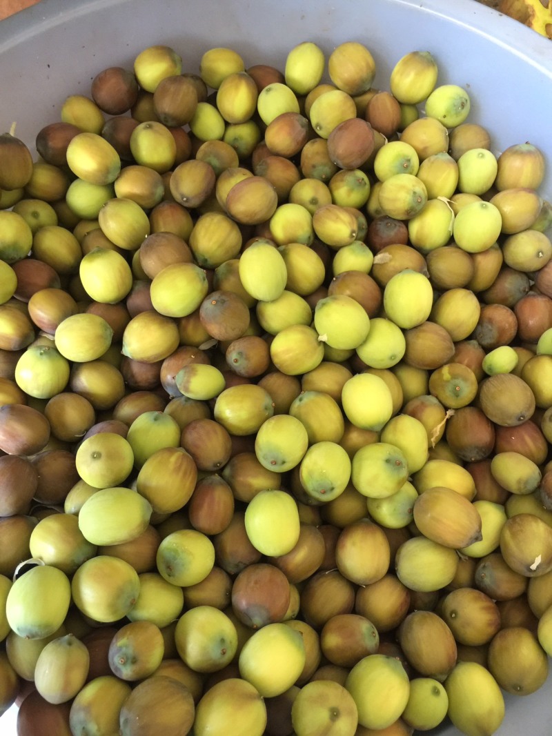 新鲜草莲子，现摘现发