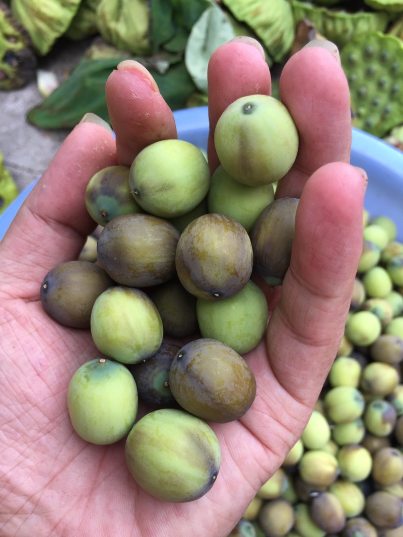 新鲜草莲子，现摘现发
