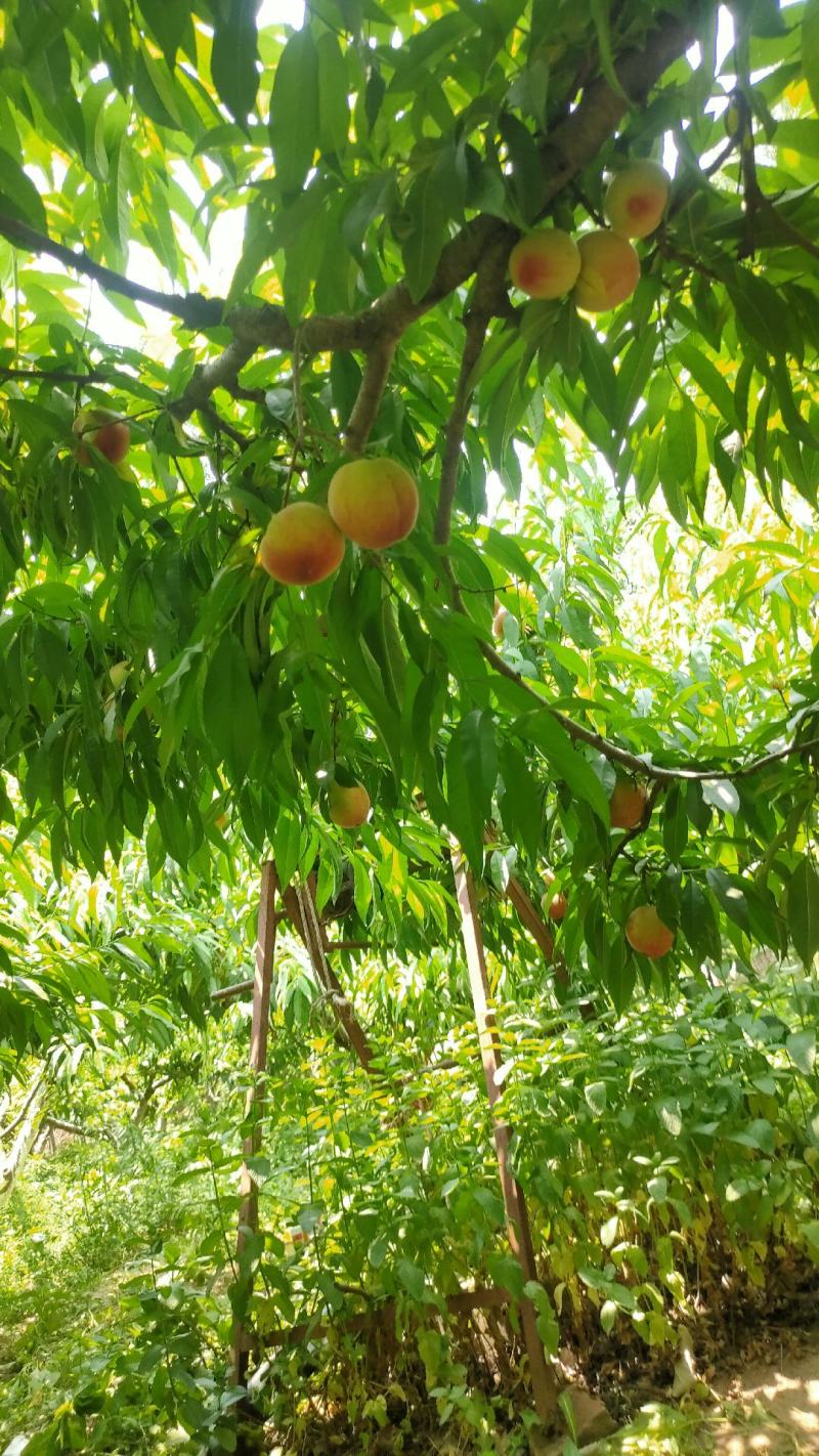 鲜桃