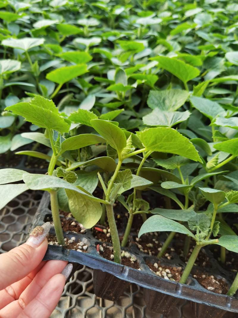 天津德瑞特，天津科润强磁黄瓜苗大量有苗抗病毒产量高