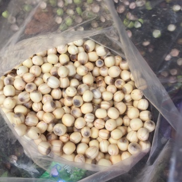 新鲜红莲