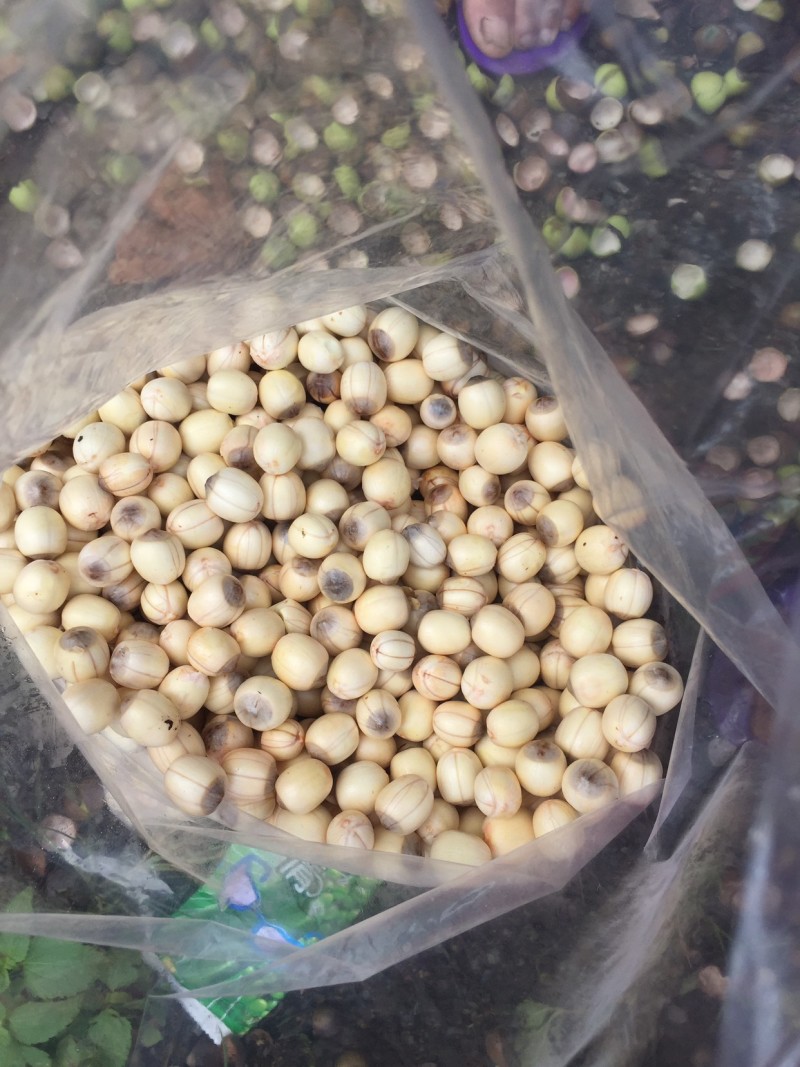 新鲜红莲