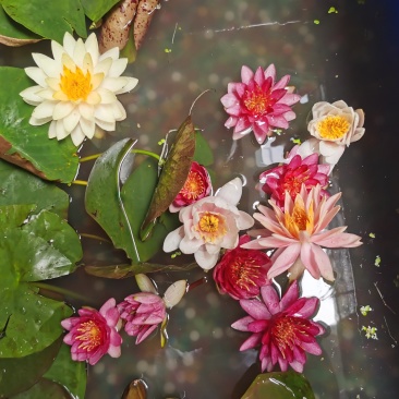 睡莲带花苞发货工程园林绿化专用水培