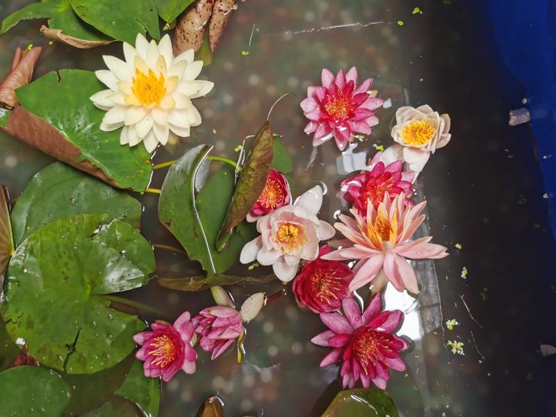 睡莲带花苞发货工程园林绿化专用水培