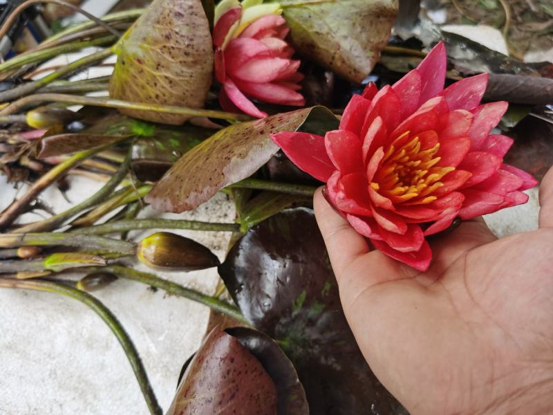 睡莲带花苞发货工程园林绿化专用水培
