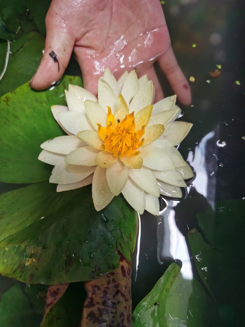 睡莲带花苞发货工程园林绿化专用水培