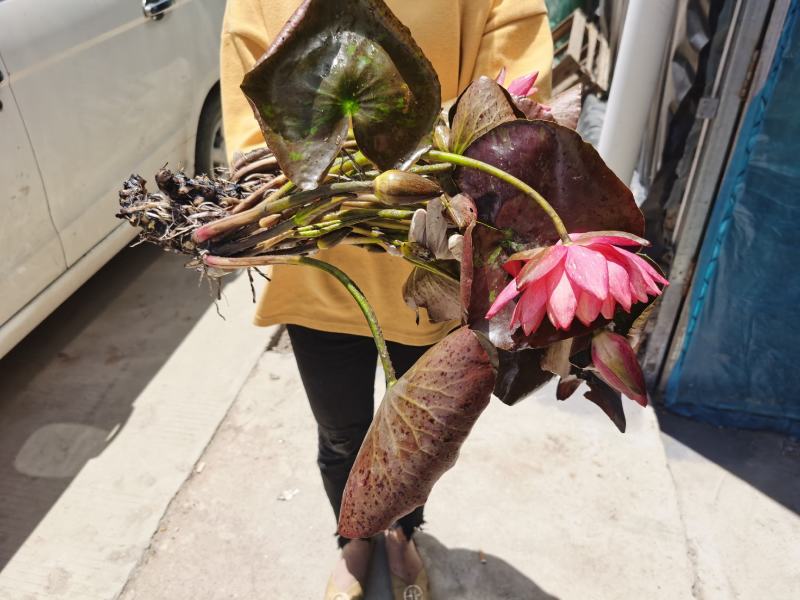 睡莲带花苞发货工程园林绿化专用水培