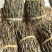 广西来宾金秀大瑶山铁皮石斛干条，称九大仙草