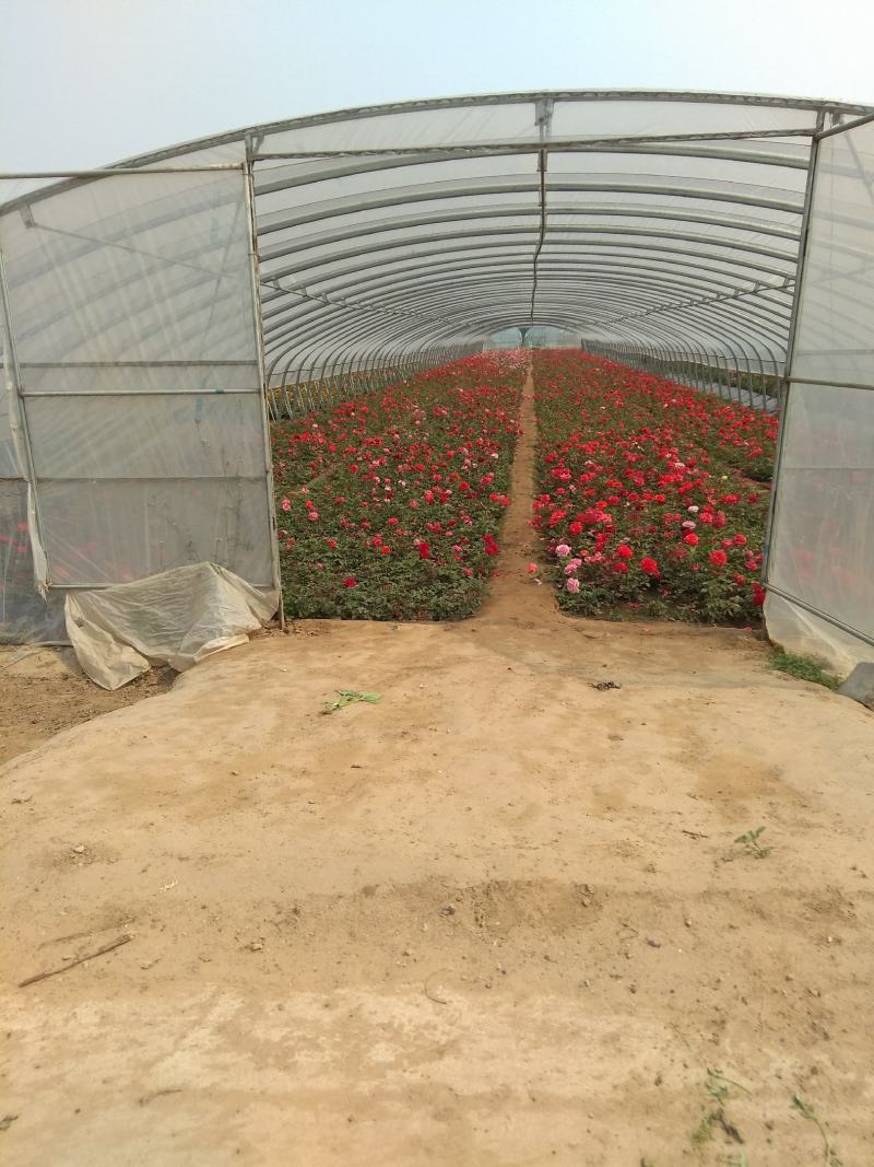 月季花，适合城市，高速，家庭种植。有多层，单层花，花树