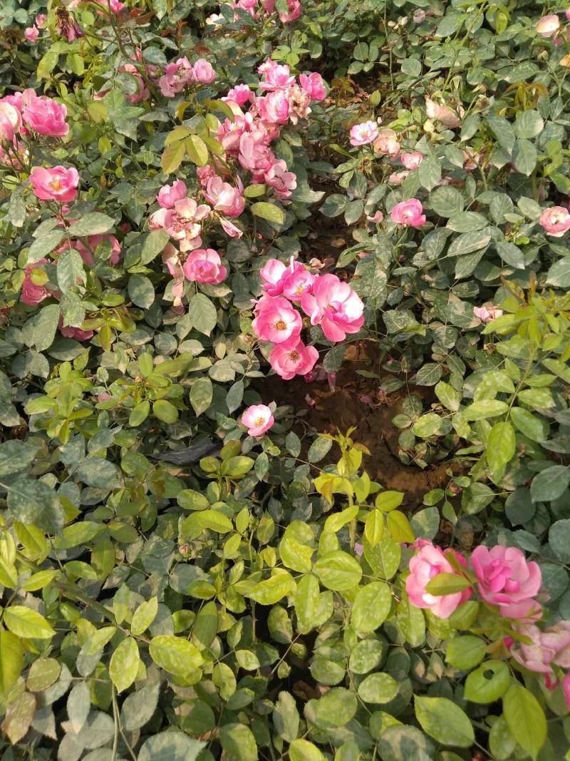 月季花，适合城市，高速，家庭种植。有多层，单层花，花树