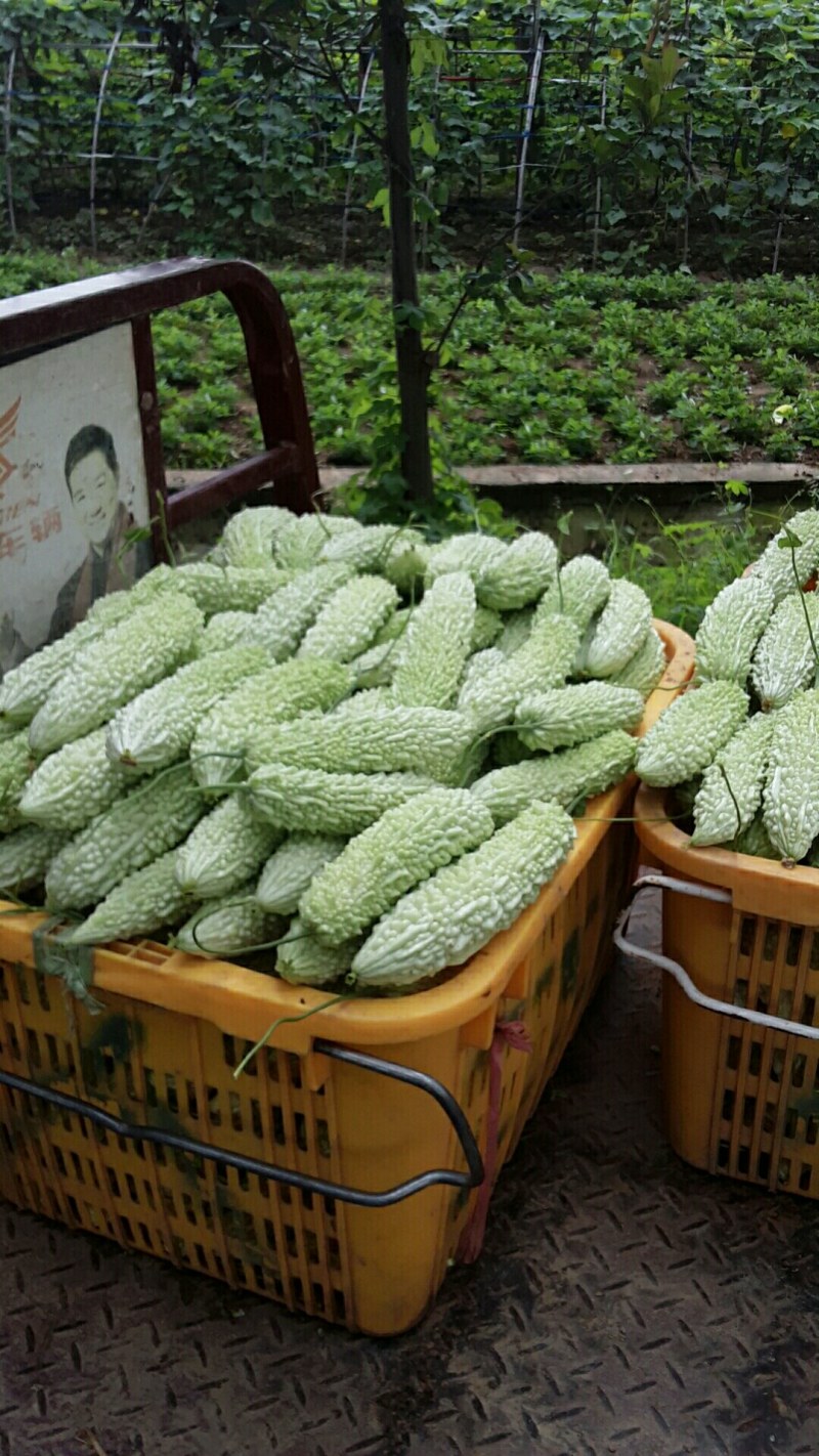 大棚基地白玉珍珠苦瓜现大量上市中，诚邀客商前来采购合作！