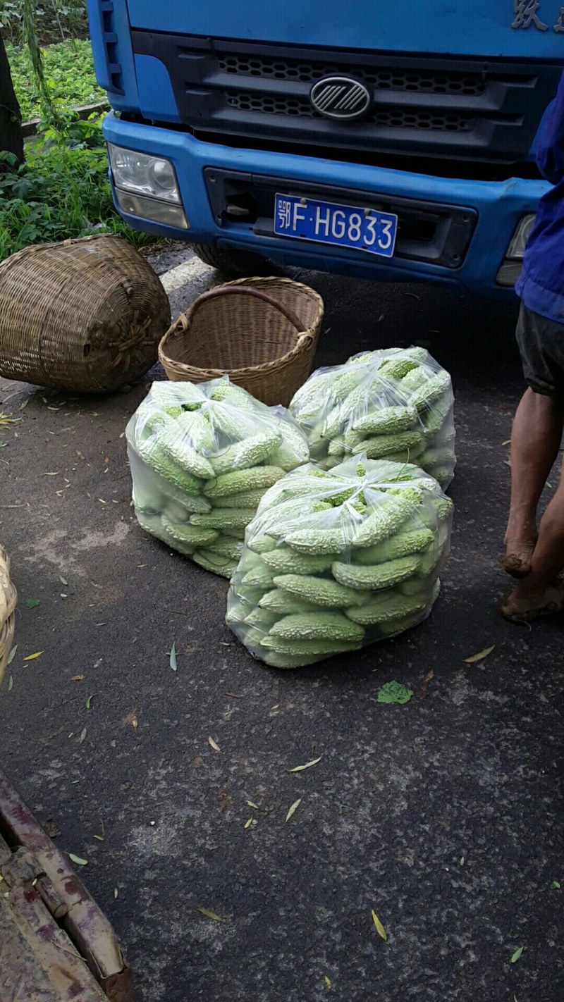 大棚基地白玉珍珠苦瓜现大量上市中，诚邀客商前来采购合作！