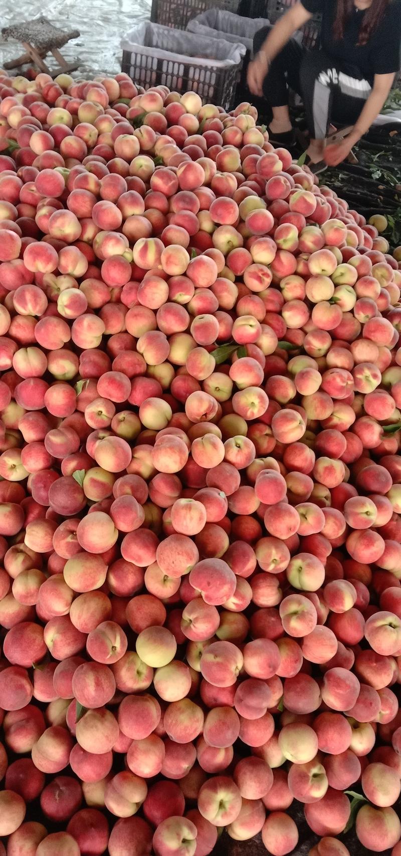 山东精品春雪，突围，大红桃，油桃大量上市，产地直供，一手