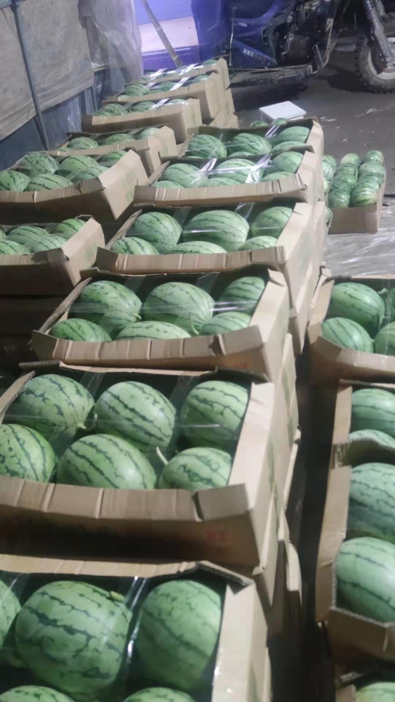 蒋氏红玉西瓜大量上市，欢迎新老客户前来采购！量大从优